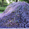 Outdoor Camouflage Disguise Net Tactical Use in The Purple Camo Net