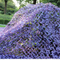 Outdoor Waterproof Purple Camouflage Net