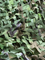 Outdoor Water Proof Camouflage Net with Camo Print